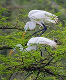 Breeding Egrets 46092